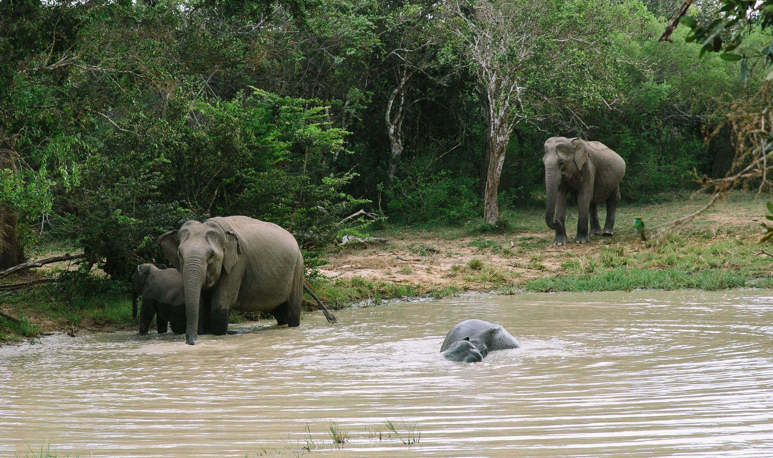 Sri Lanka | Emma Galloway