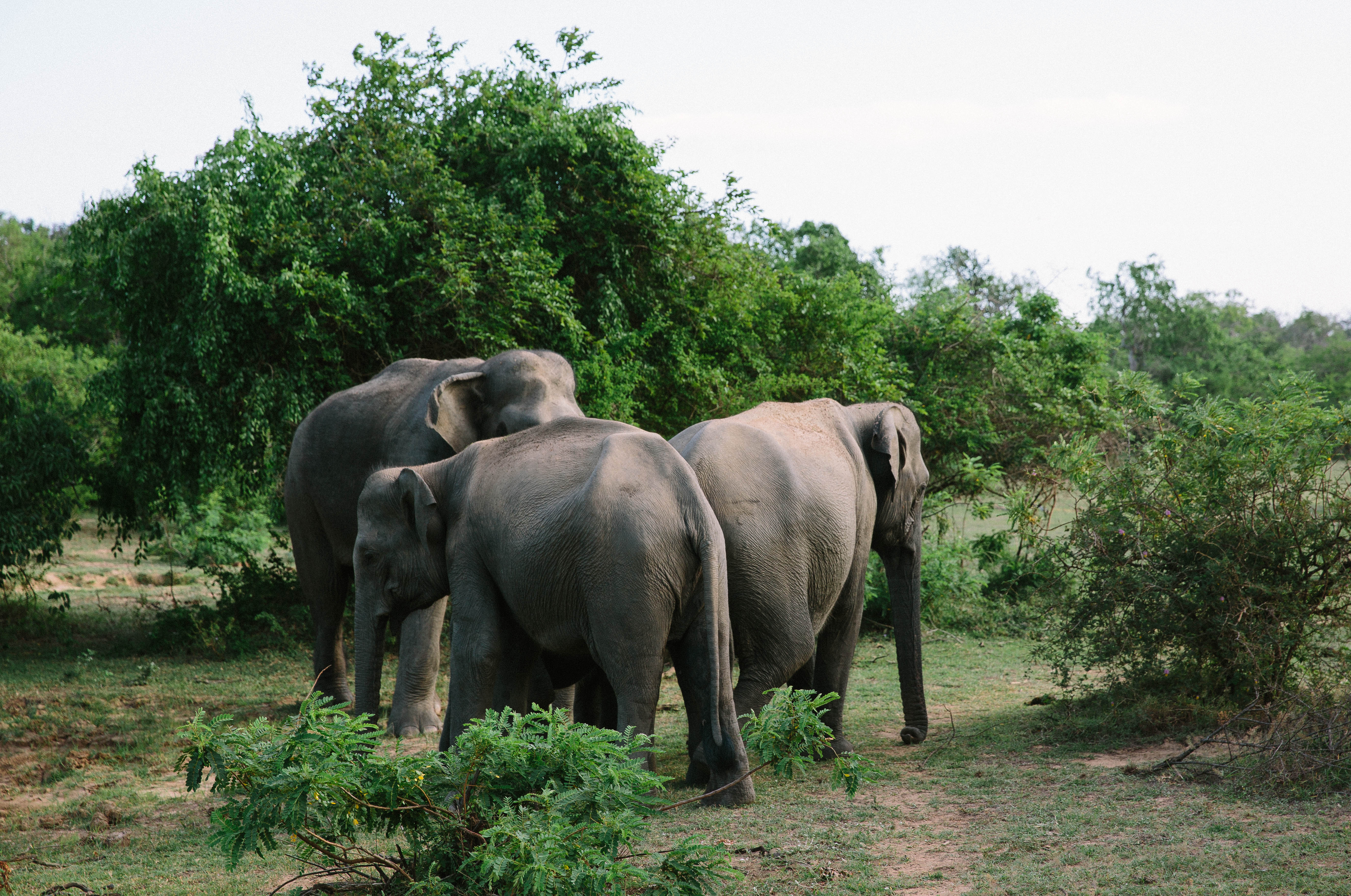 Sri Lanka | Emma Galloway